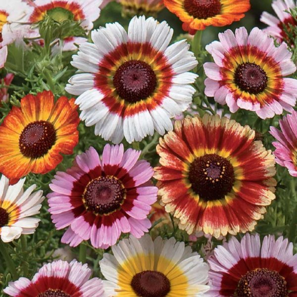 Tricolor Daisy mix