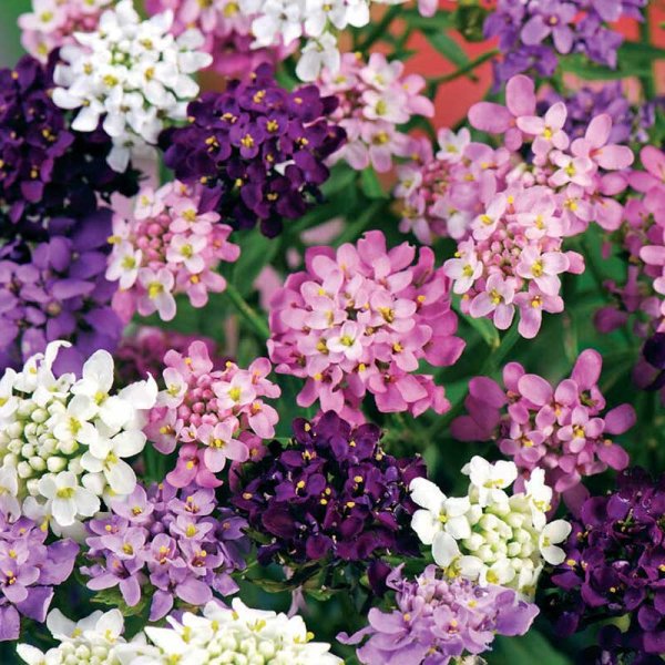 Candytuft mix