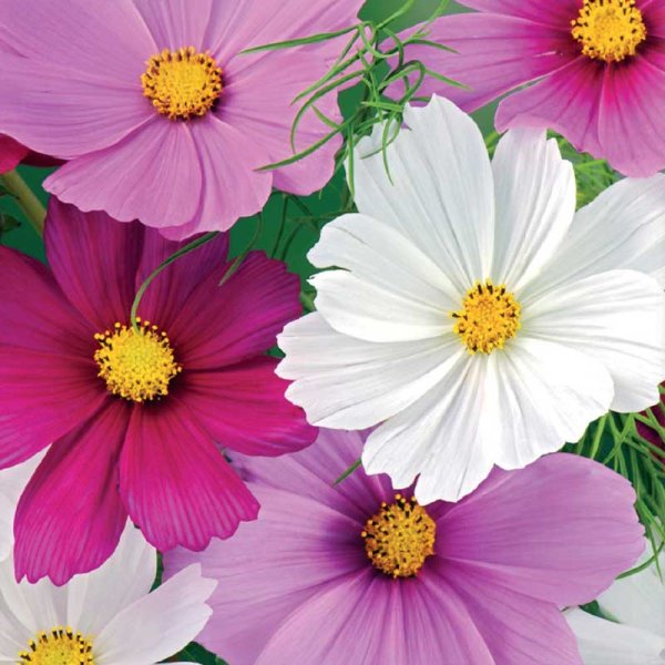 Cosmos 'Early Summer' mix