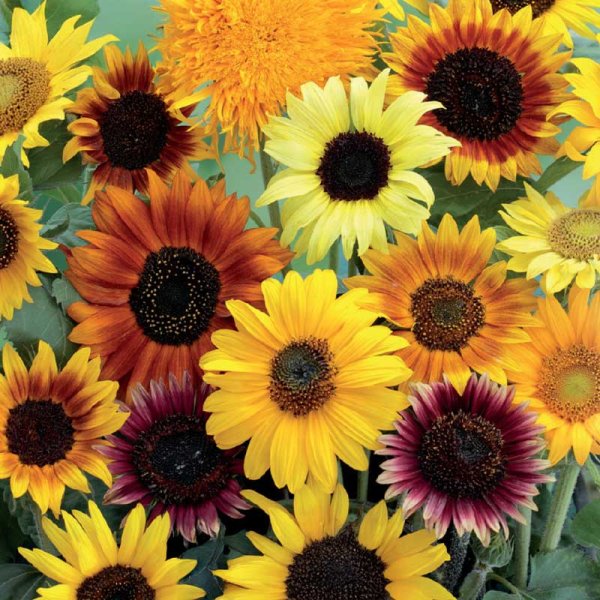 Sunflower 'Wilde mixture'