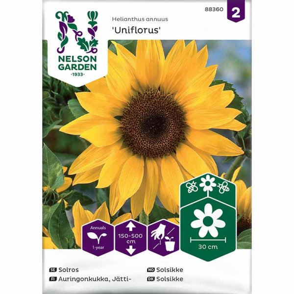 Giant Sunflower 'Uniflorus'