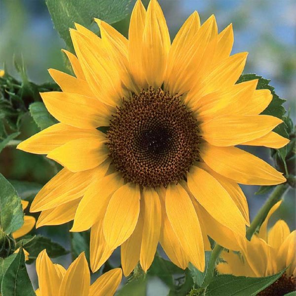 Giant Sunflower 'Uniflorus'