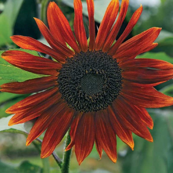 Sunflower 'Red Sun'
