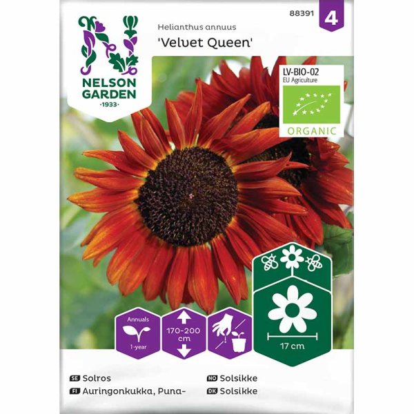 Sunflower 'Velvet Queen' Organic