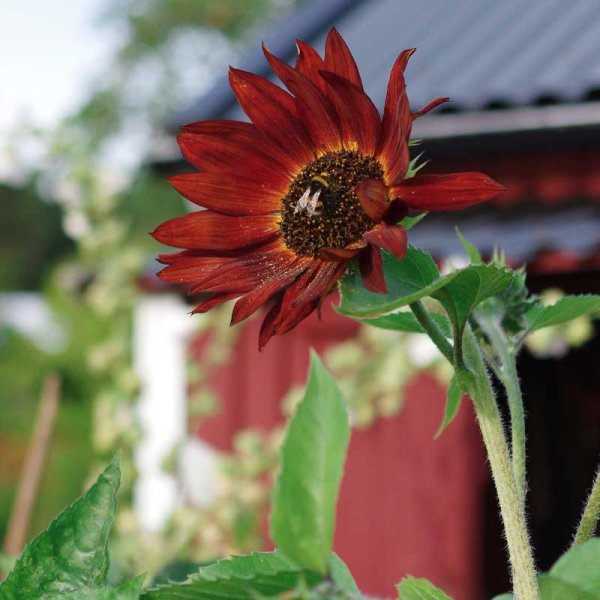 Sunflower 'Velvet Queen' Organic