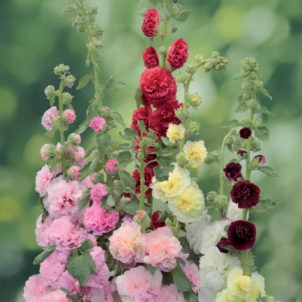 Hollyhock 'Charters dubbel'