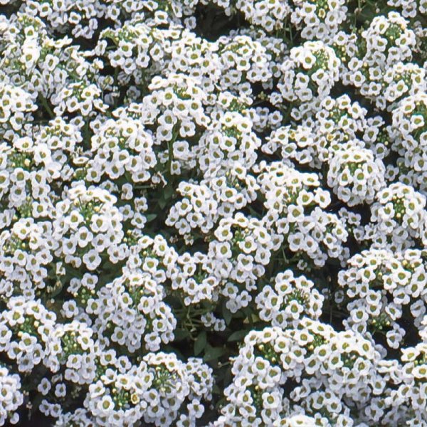 Sweet Alyssum 'Carpet of Snow'