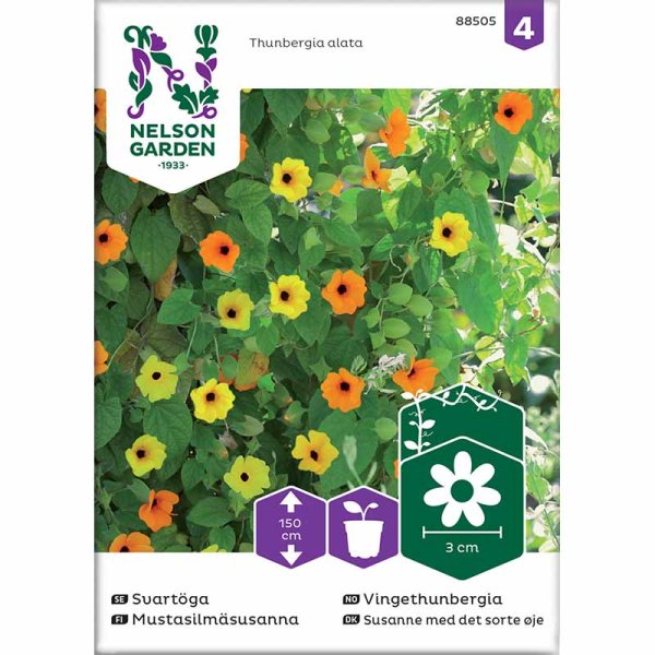 Black-eyed Susan Vine mix