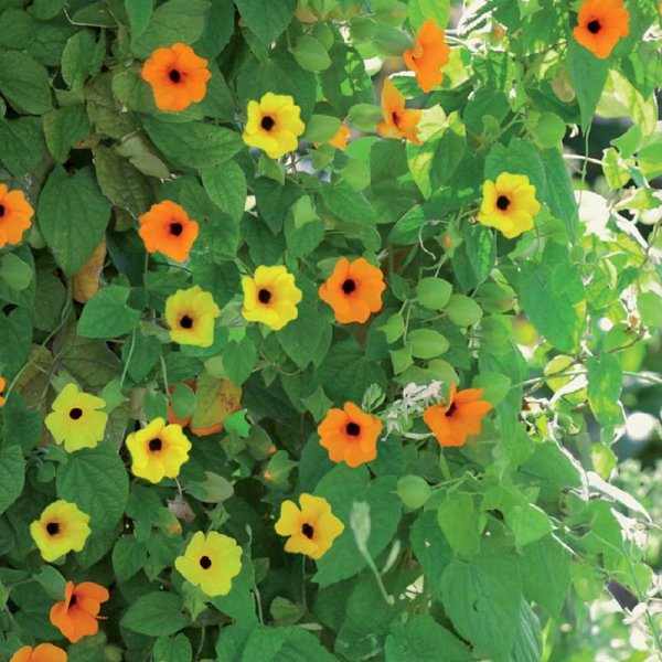 Black-eyed Susan Vine mix