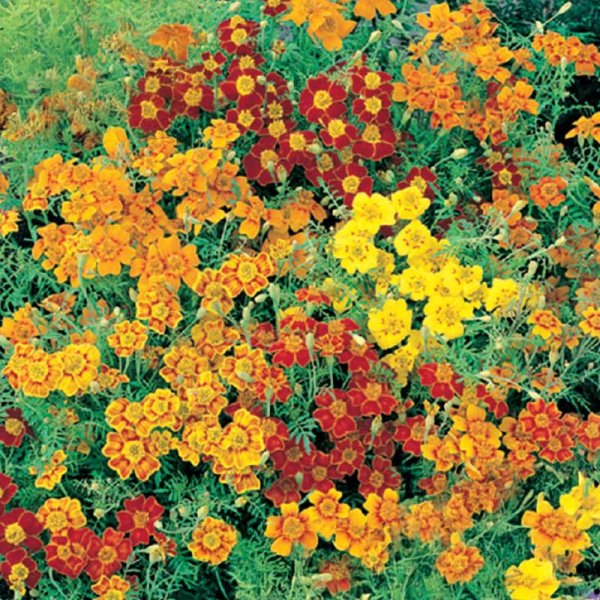 Dwarf Marigold 'Starfire mixed'
