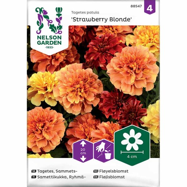 French Marigold 'Strawberry Blonde'