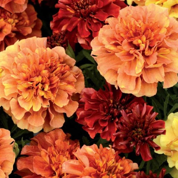French Marigold 'Strawberry Blonde'