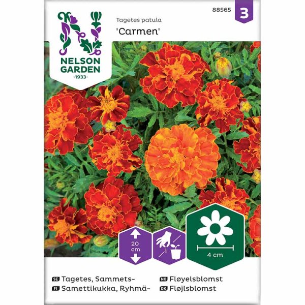 French Marigold 'Carmen'