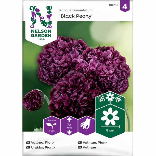 Peony Poppy 'Black Poeny'