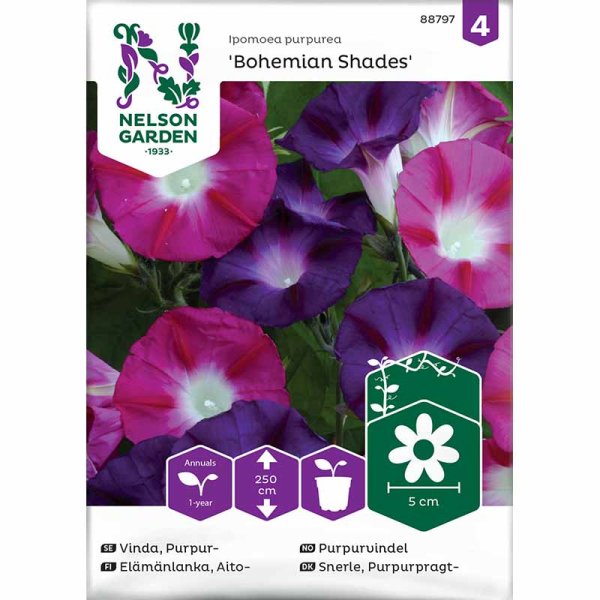 Morning Glory 'Bohemian Shades'