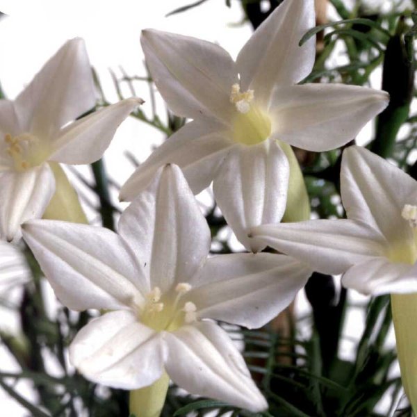 Feathered Morning Glory 'White Feather'