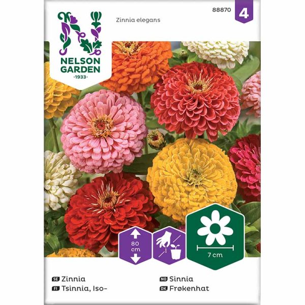 Tall Zinnia mixed colors