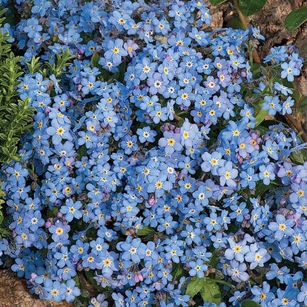 Forget-me-not Blue