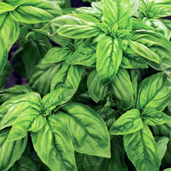 Basil 'Ordinary'