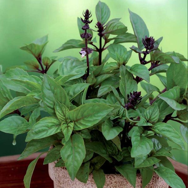 Cinnamon Basil 'Cinnamon'