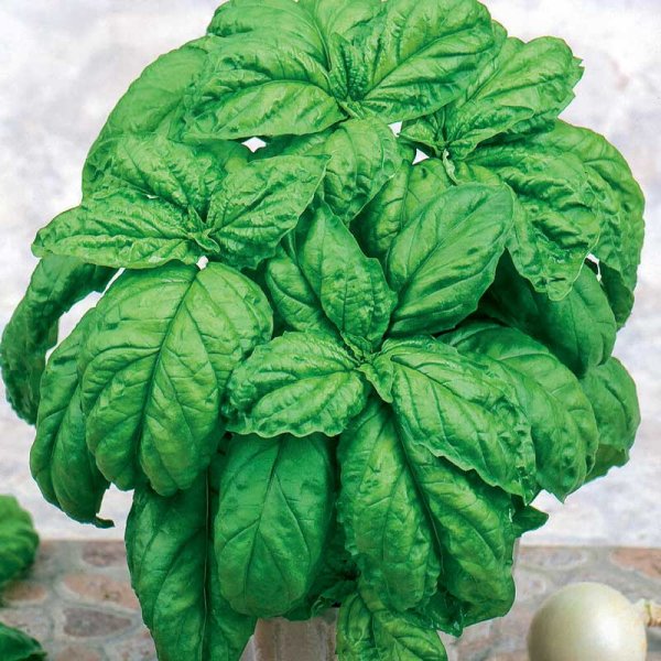 Lettuce Leaf Basil 'Large leaved'