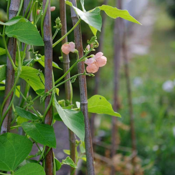 Runner Bean 'Celebration'