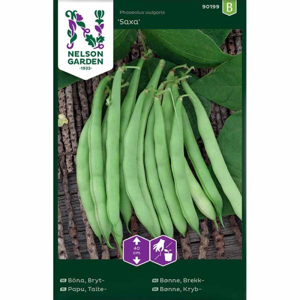 Bush Bean 'Saxa'