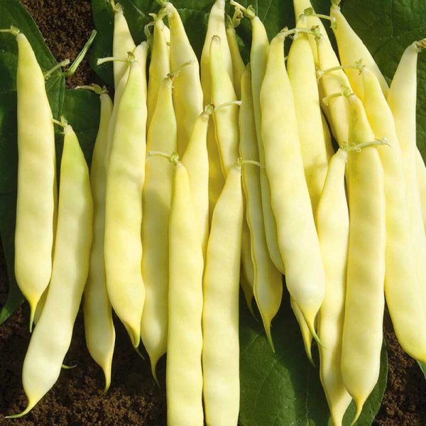 Flat Bean 'Serpedor'