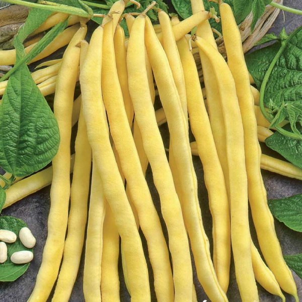 Pole Wax Bean 'Neckargold'