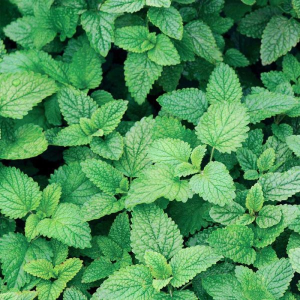 Lemon Balm