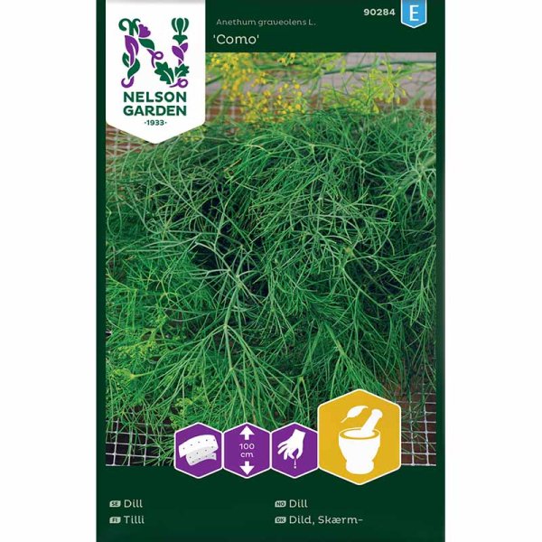 Dill 'Como'