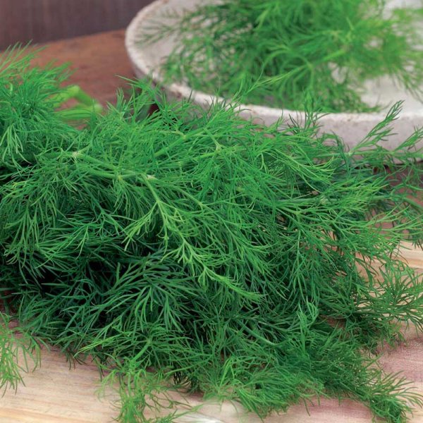 Leaf Dill 'Gold Crown'