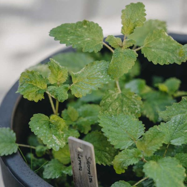 Lemon Balm 'Lemona'
