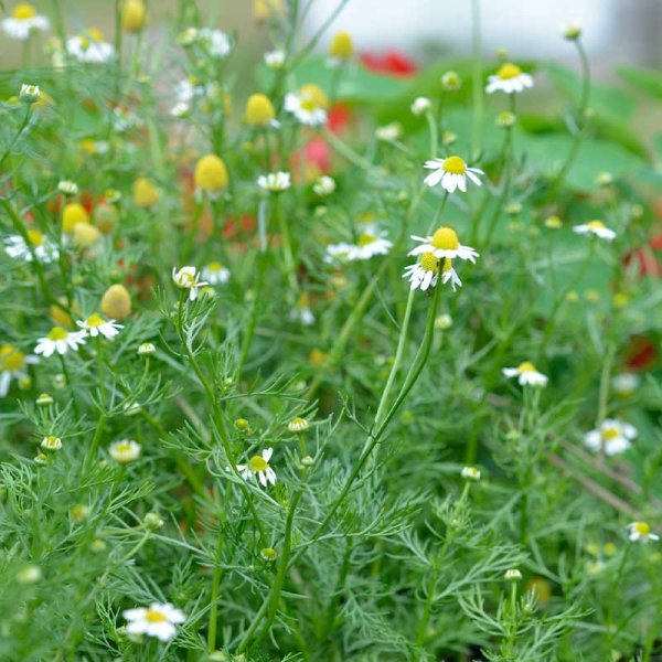 Chamomile Organic