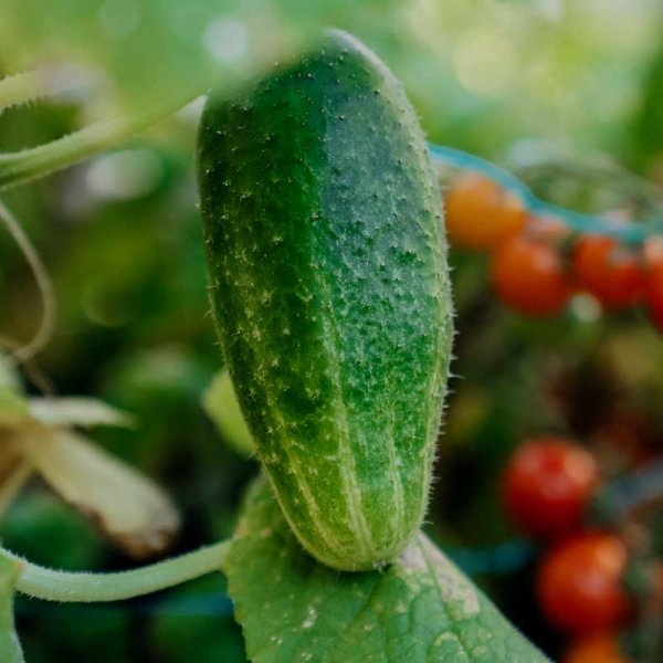 Gherkin 'Vert petit de Paris'