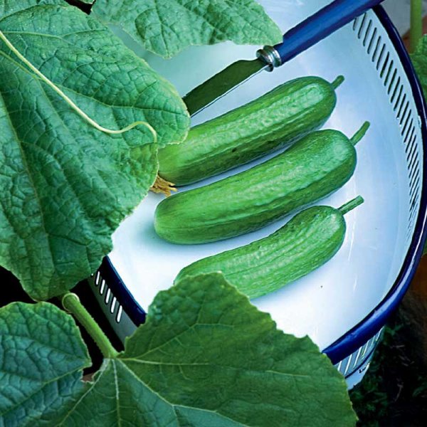 Pot Cucumber 'Baby' F1
