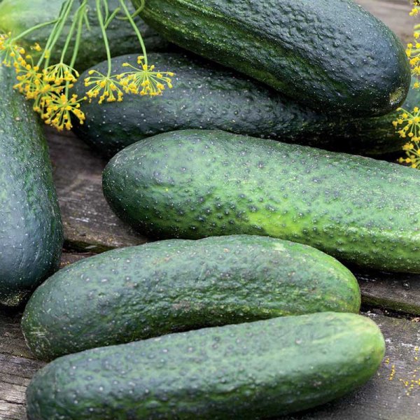 Outdoor Cucumber 'Profi' F1 Organic