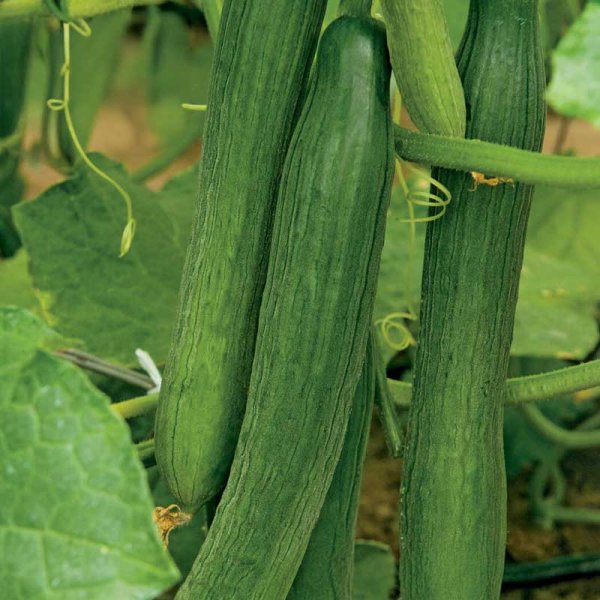 Slicing Cucumber 'Louisa'F1