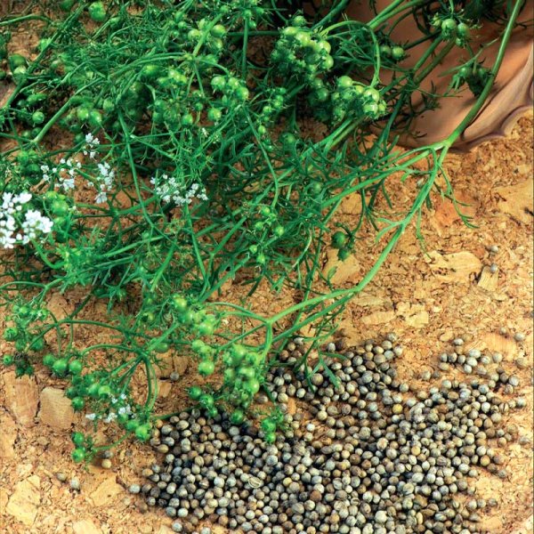 Coriander