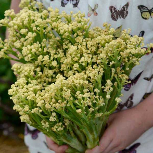 Cauliflower 'Blumini' F1