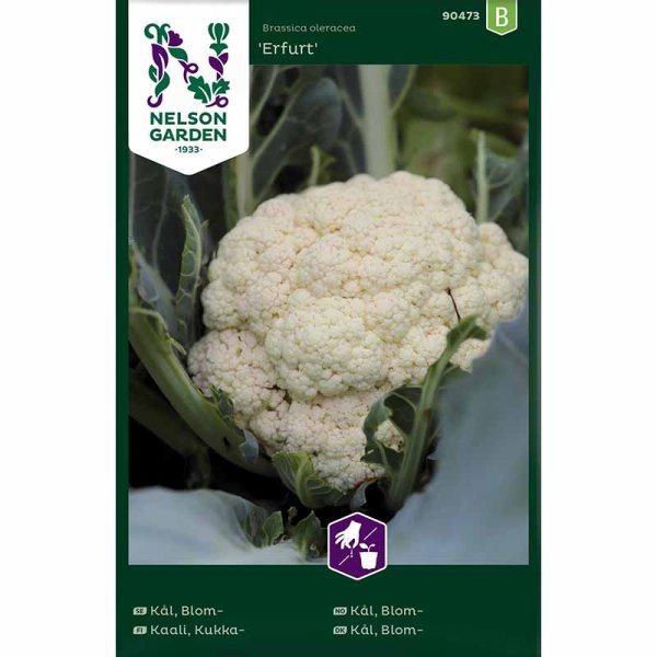 Cauliflower 'Erfurt'
