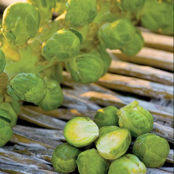 Brussels sprouts 'Igor' F1