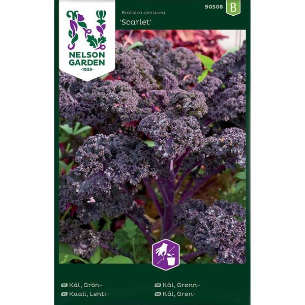 Kale 'Scarlet'