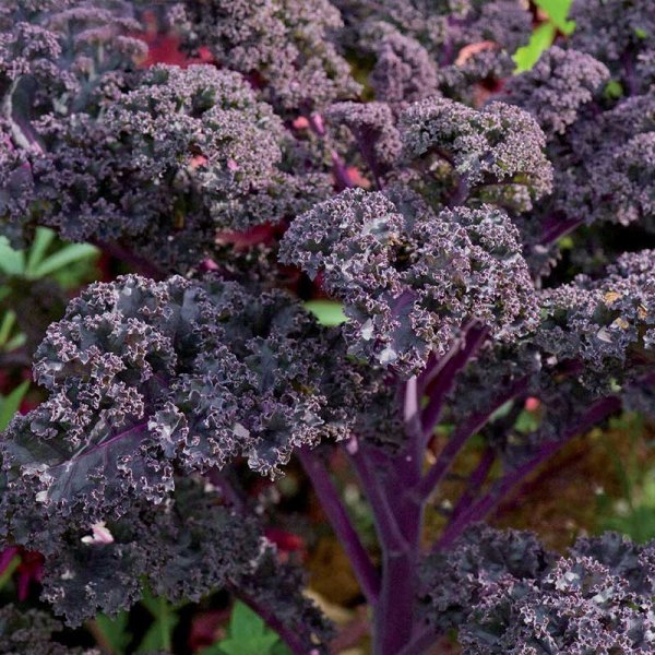 Kale 'Scarlet'