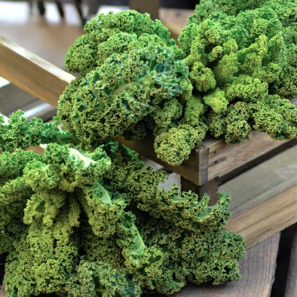 Kale 'Westlandse Winter' Organic