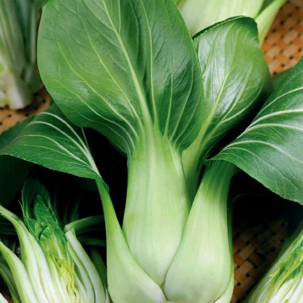Pak Choi 'Summer Breeze' F1