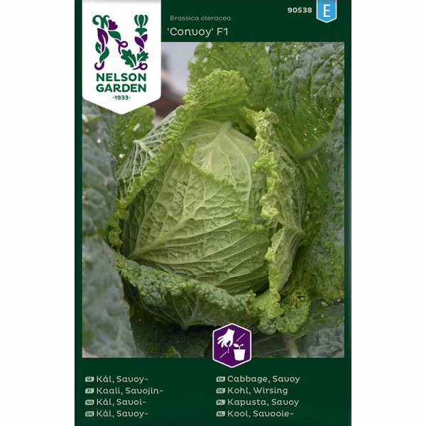 Savoy Cabbage 'Convoy' F1