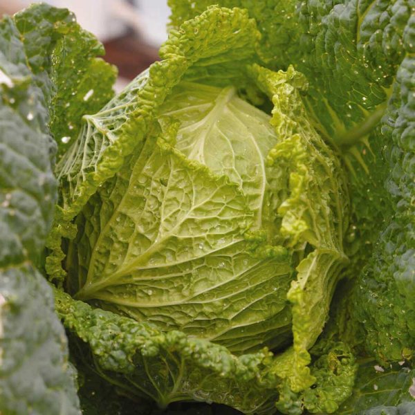 Savoy Cabbage 'Convoy' F1