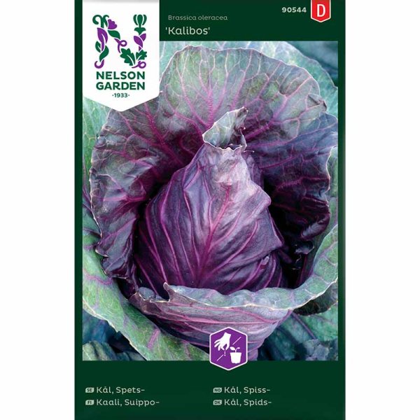 Pointed Red Cabbage 'Kalibos'