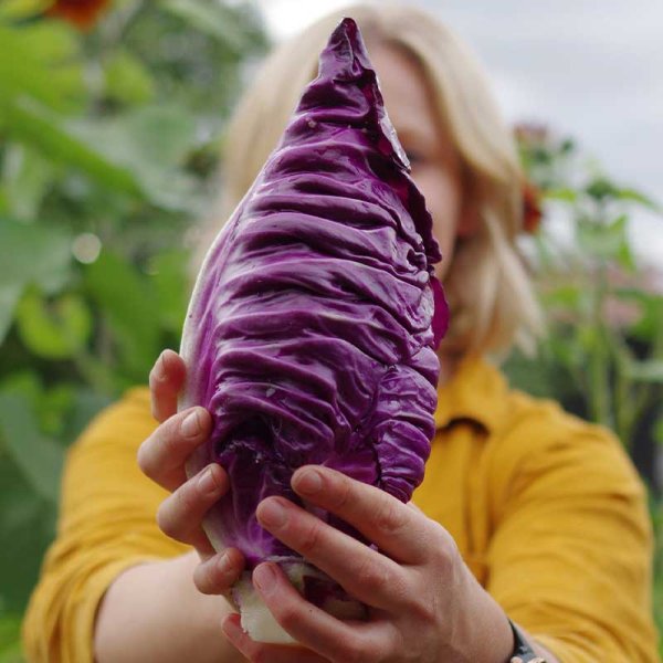 Pointed Red Cabbage 'Kalibos'